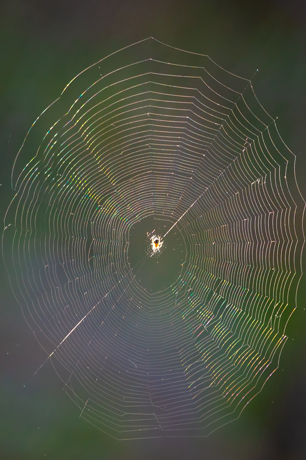 Web of Intrigue, Farm Near Indus, Alberta, June 27, 2021
