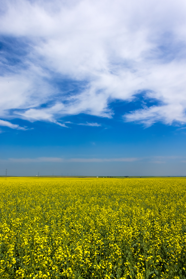 Canola Canoodling in Vulcan County, Alberta, 1 of a Series, July 09, 2021