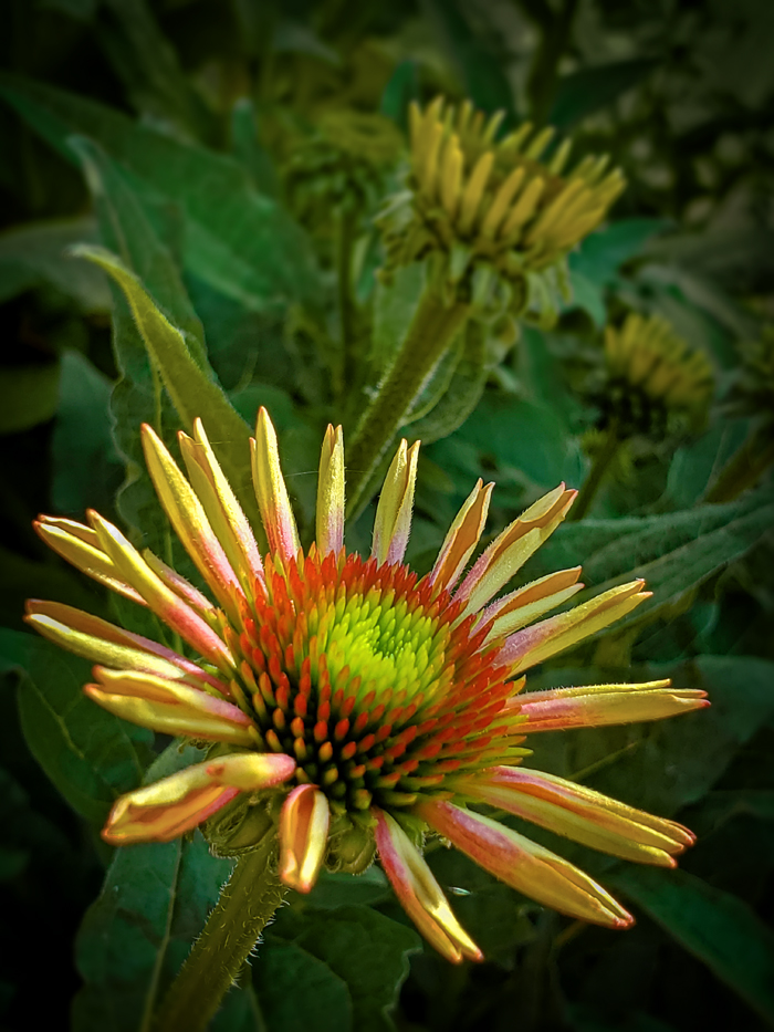 A Pretty Pause, Greenhouse, Aspen Crossing, July 09, 2021