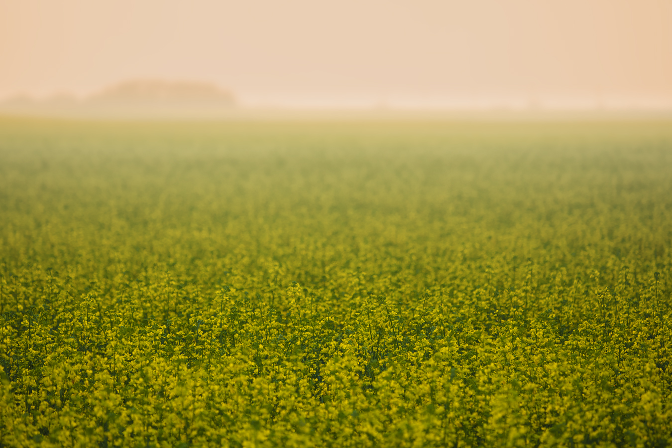 Forest Fire Smoke Haze Over Canola, Indus, Alberta, July 15, 2021