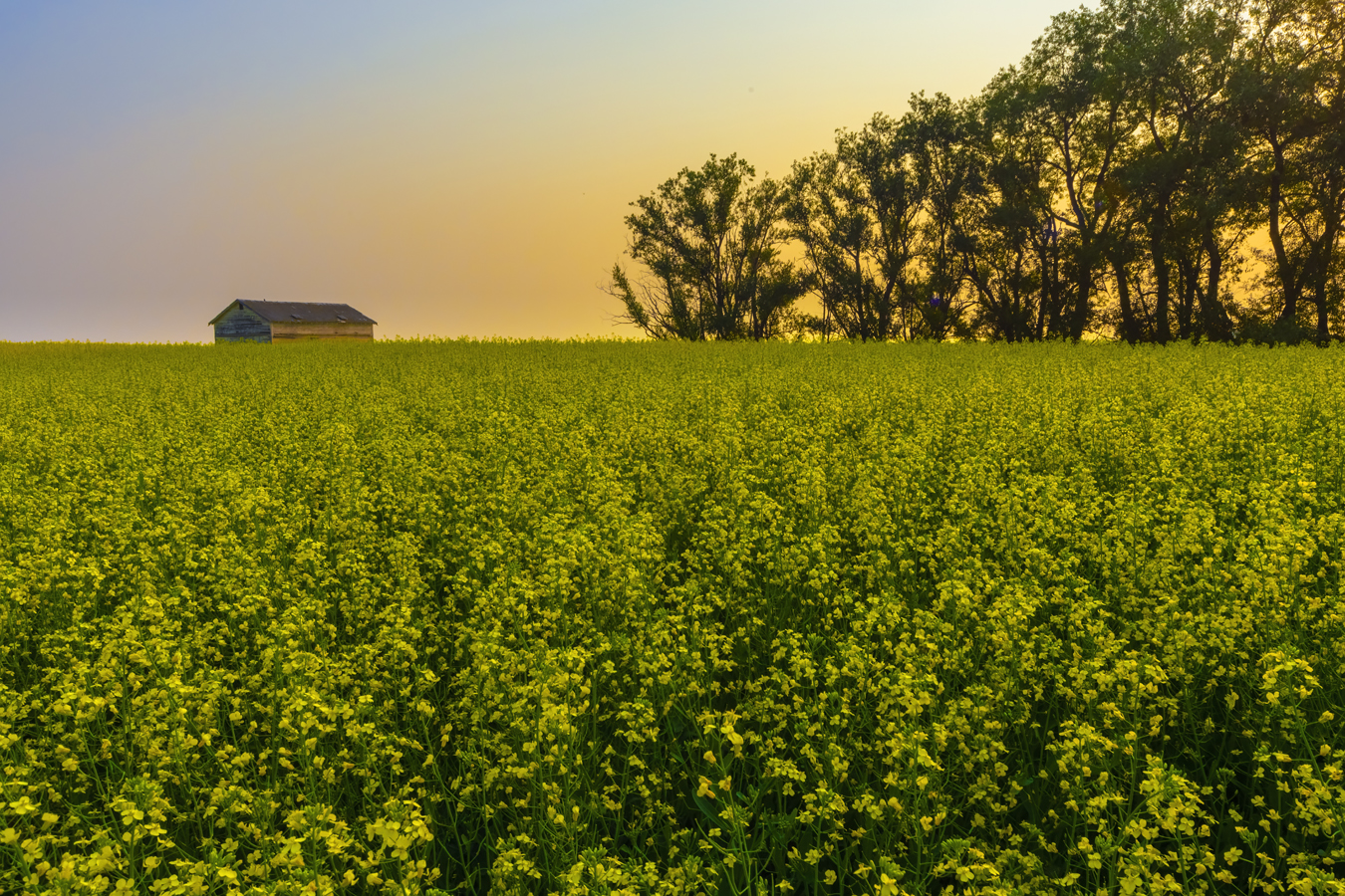Old Shed In Canola At Dusk, Indus, Alberta, July 15, 2021
