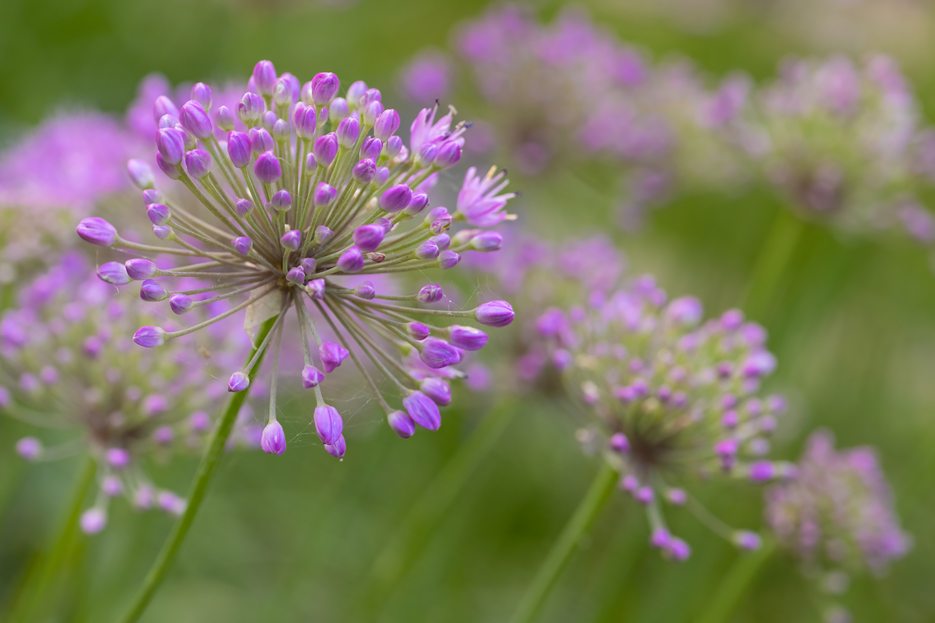 Allium Up Front 2 of 2, Lambert Park, Strathmore, Alberta, July 16, 2021
