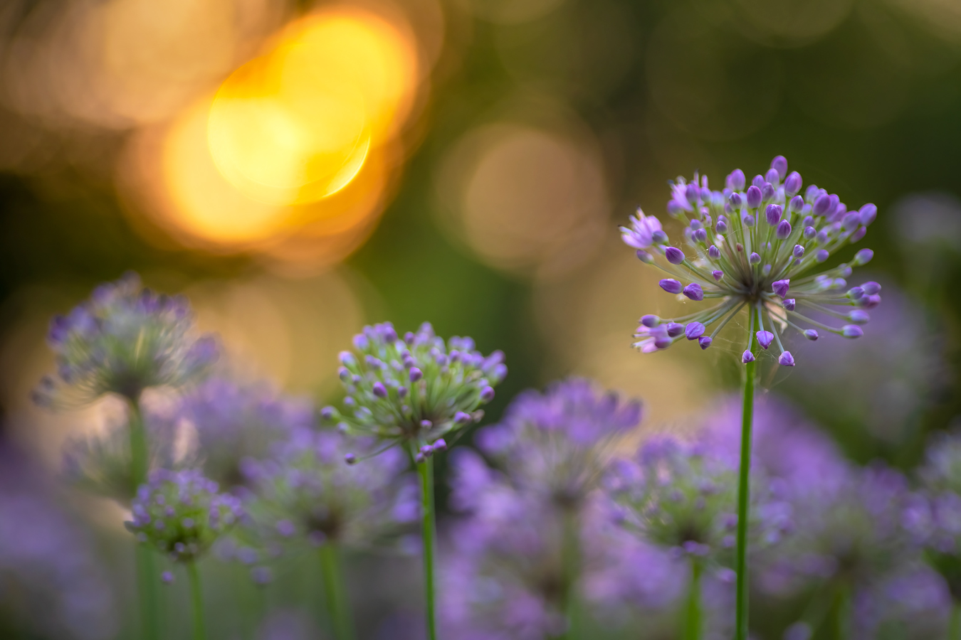 Allium Sunset, Lambert Park, Strathmore, Alberta, July 16, 2021