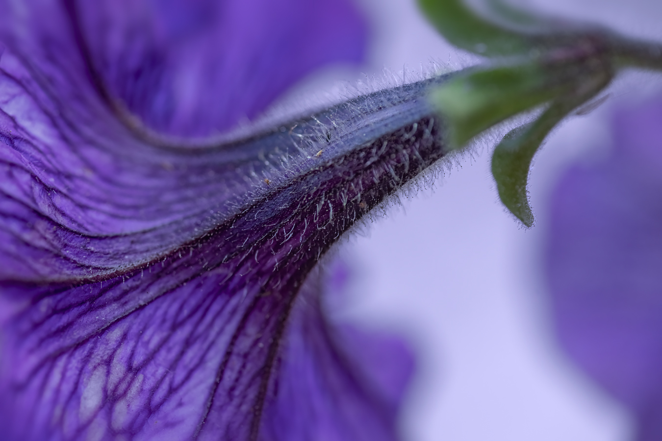 Coming in the Back, Flower Bed Find, Strathmore, Alberta, July 30, 2021