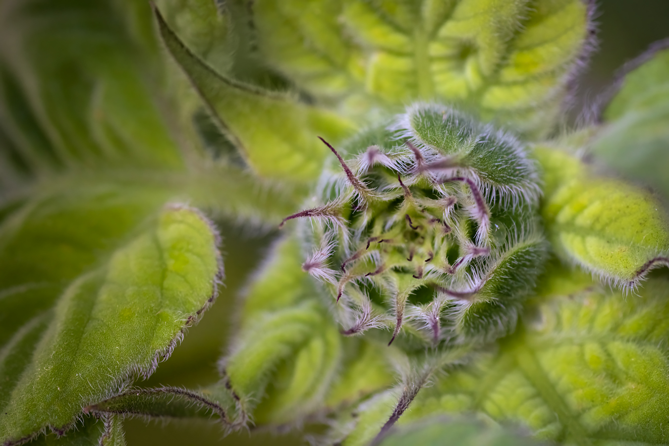 Not Creepy At All, Flower Bed Find, Strathmore, Alberta, July 30, 2021