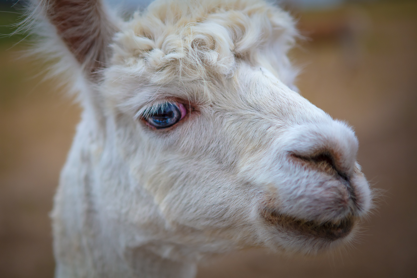 Derpy Alpaca 01, Kirk's Alpaca Farm, Torrington, Alberta, August 02, 2021