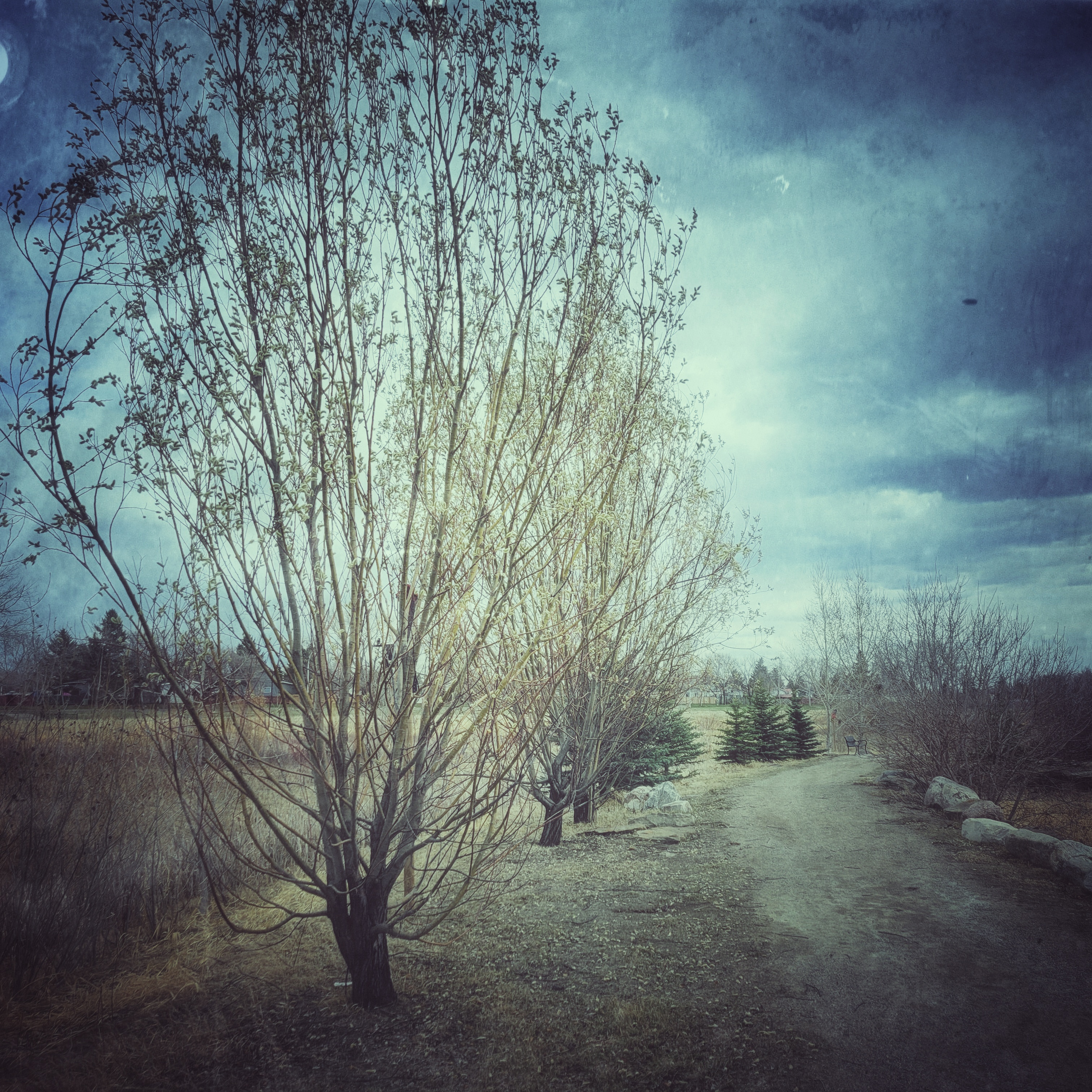 The first blush of green on a tree this spring
