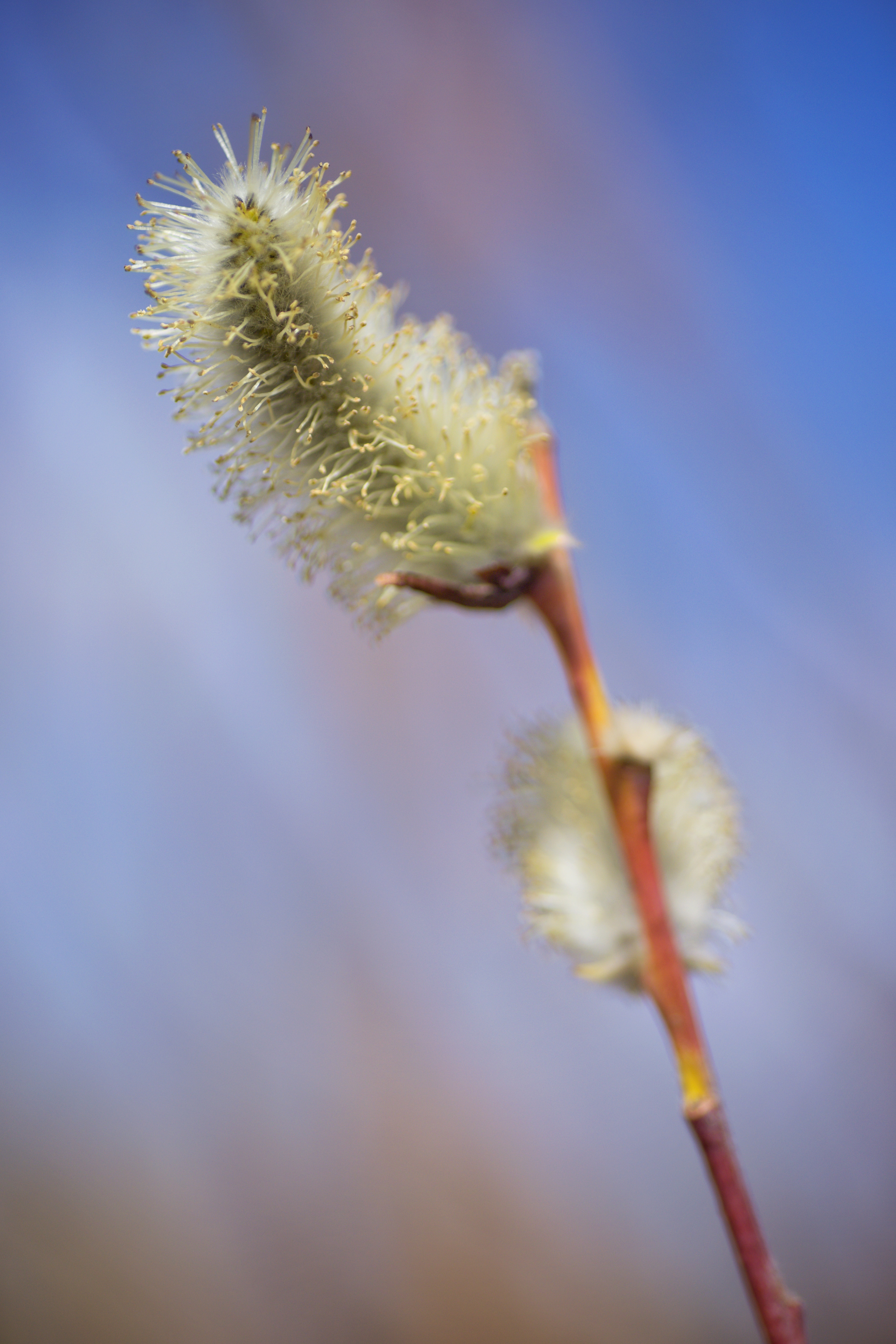 Mature Pussy Willow, Gray's Park