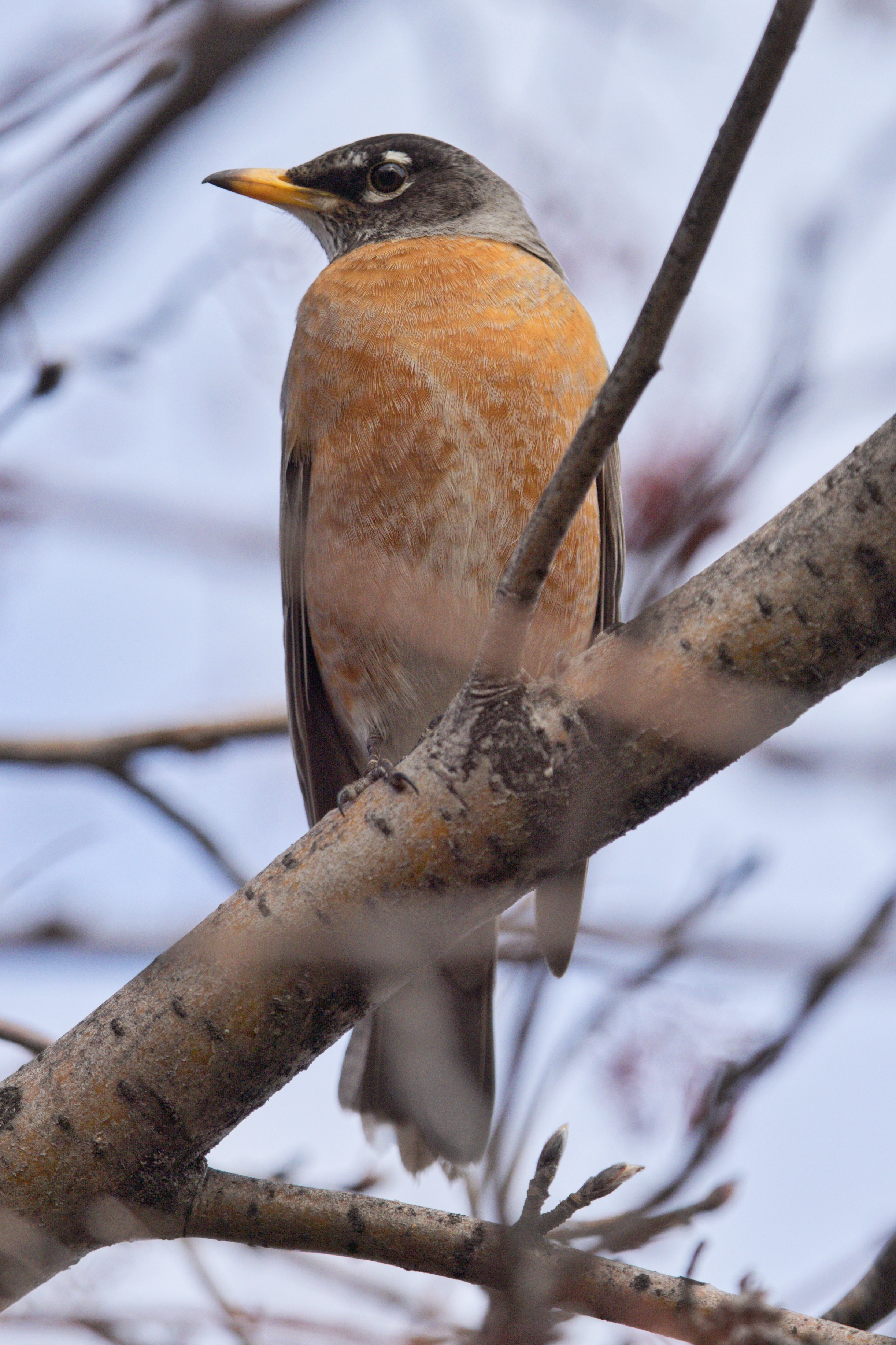 Aloof Robin in our Mountain Ash Tree
