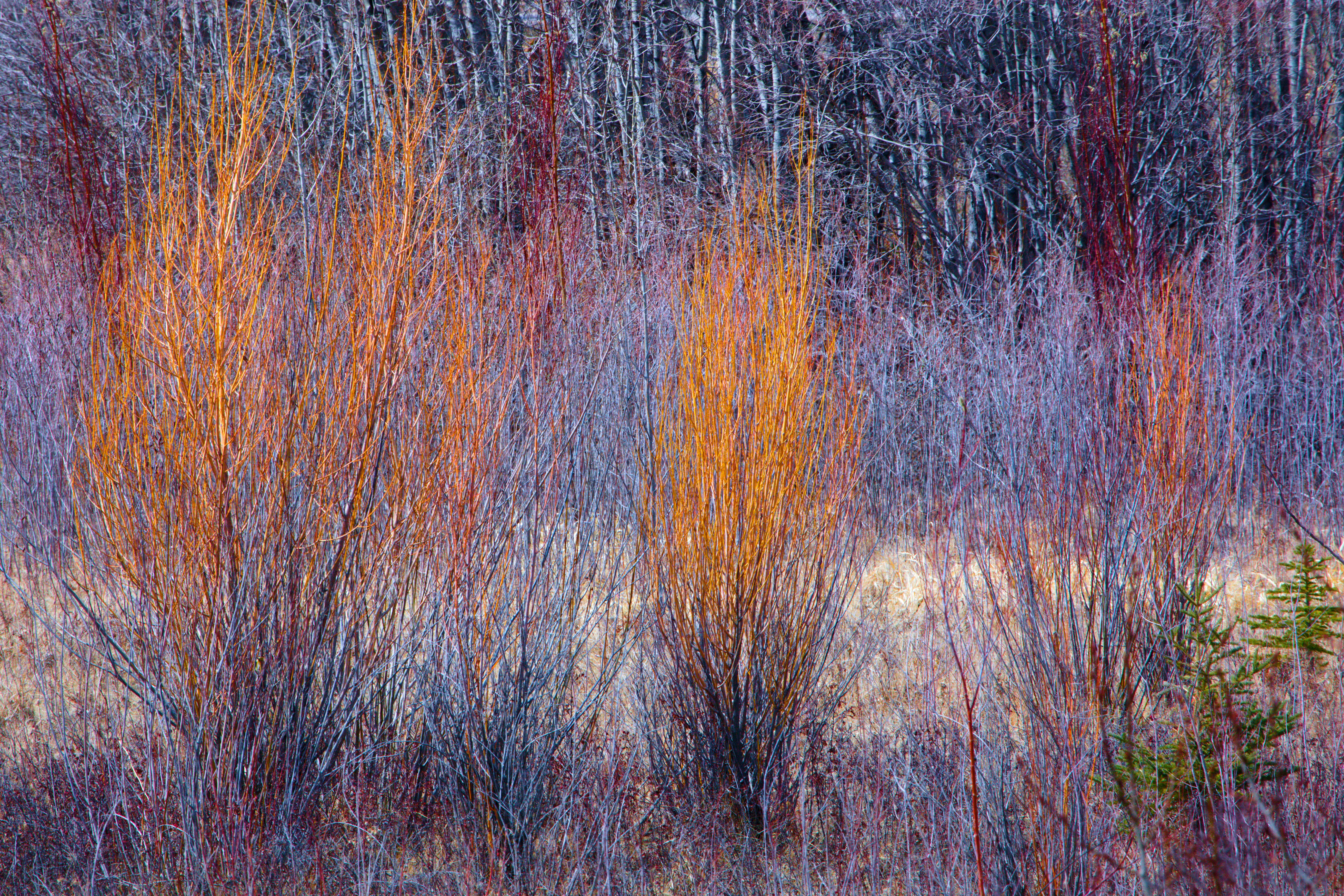 New willow growth.