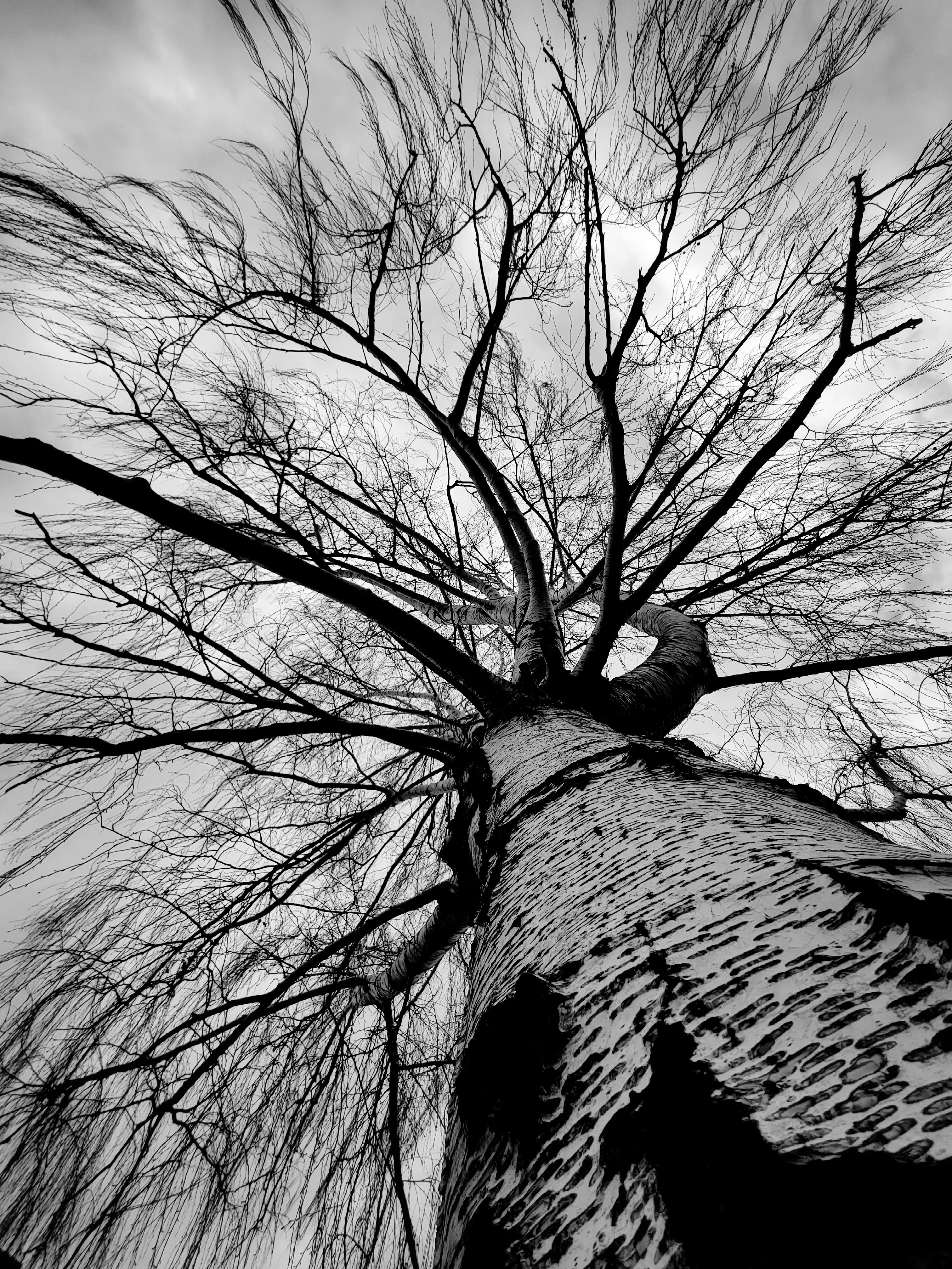 Weeping birch