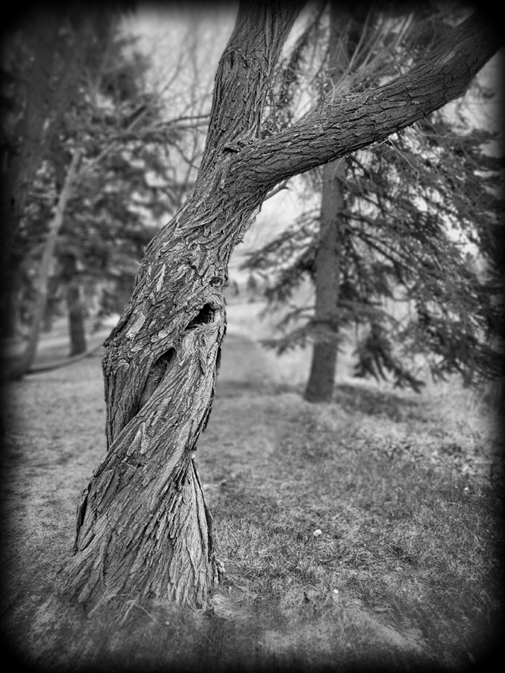 Two Trees 1 of 2