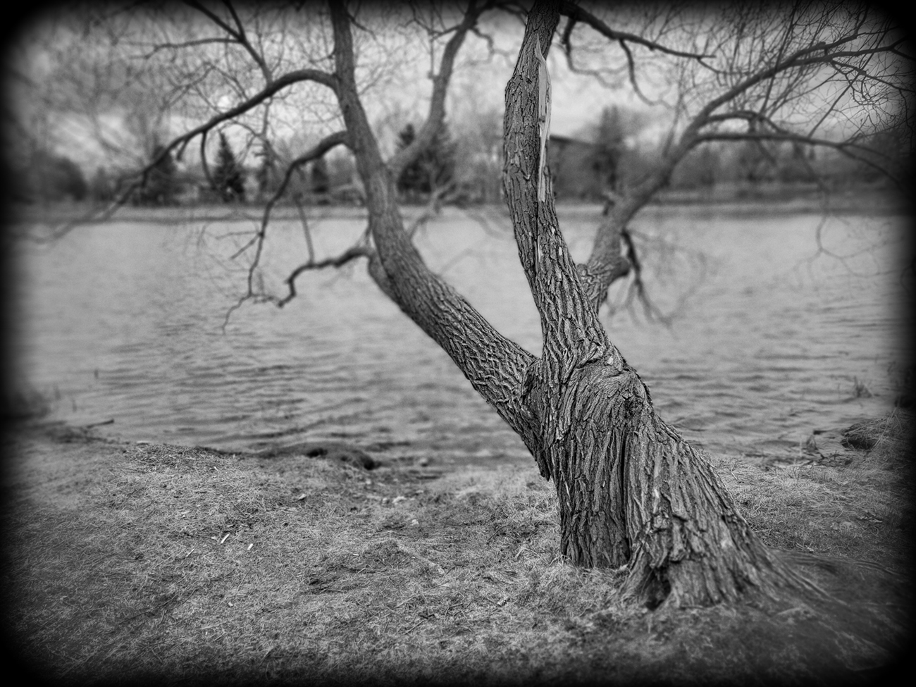 Two Trees 2 of 2
