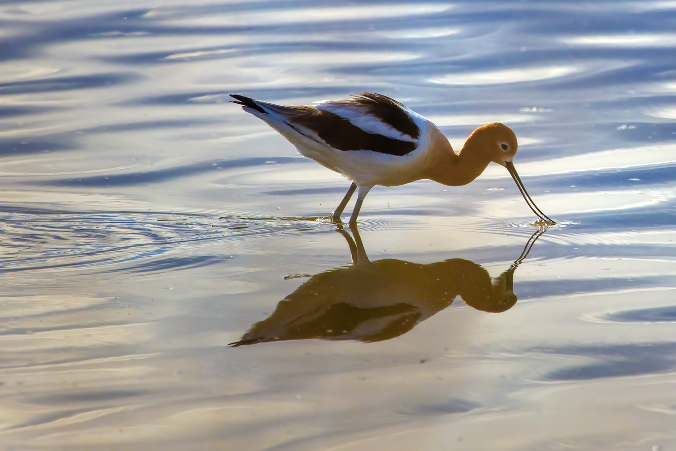 Gray's Pond, American Avocet 01, 2022-05-11