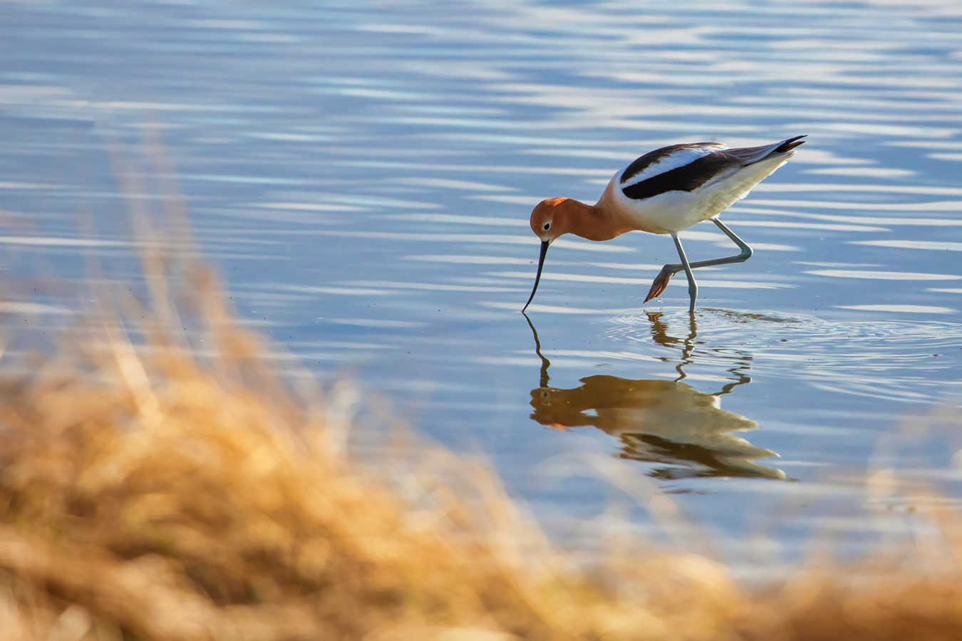 Gray's Pond, American Avocet 02, 2022-05-11