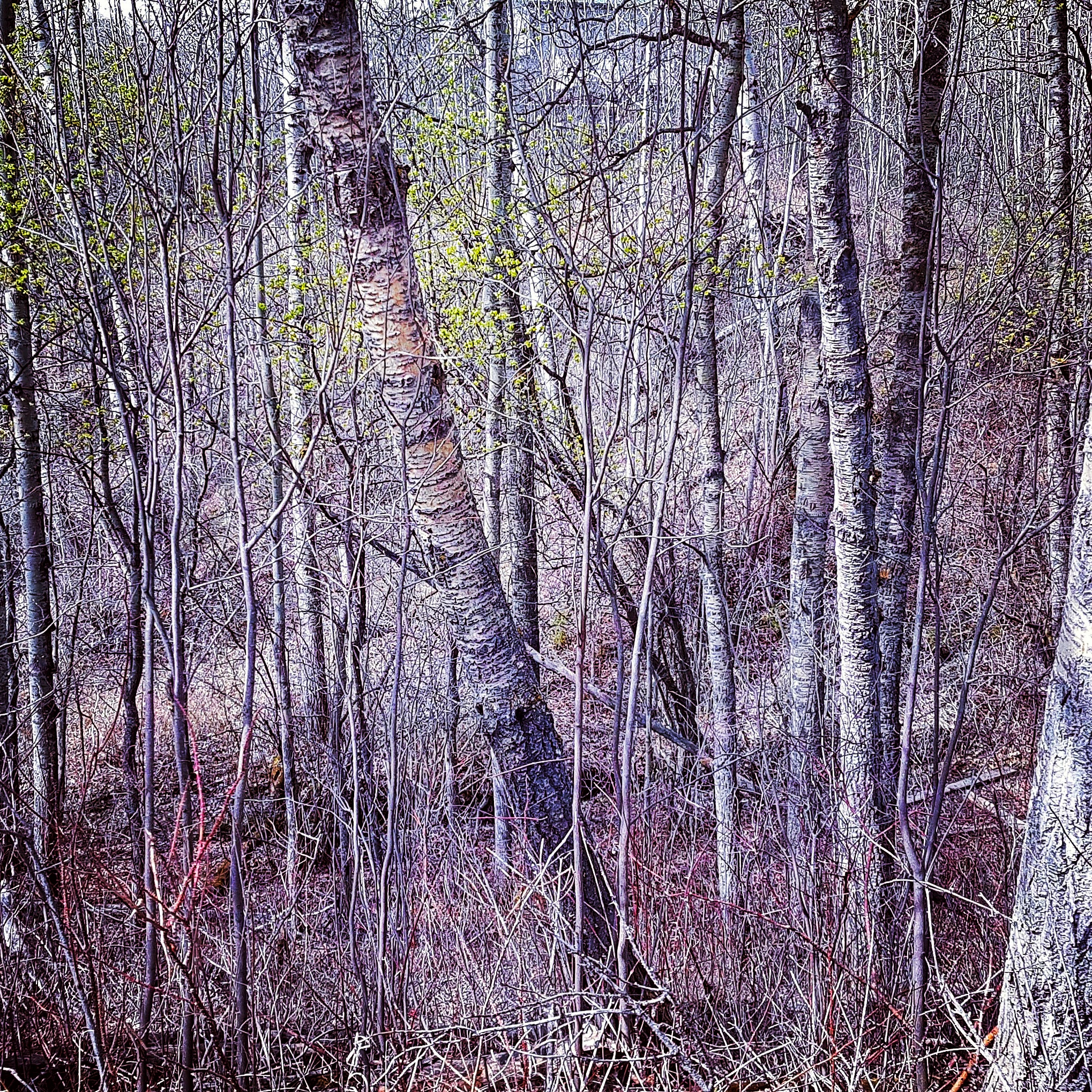 New spring growth, Thunder Lake Provincial Park, Spring 2022