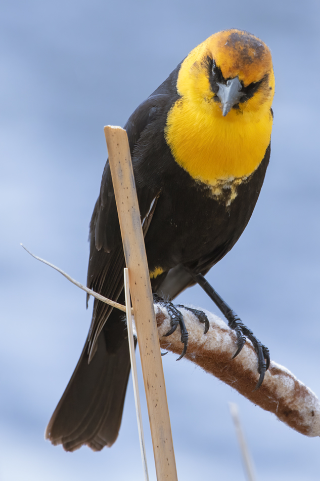 Yellow-headed Blackbird, Kinsmen Lake, 2022-05-14