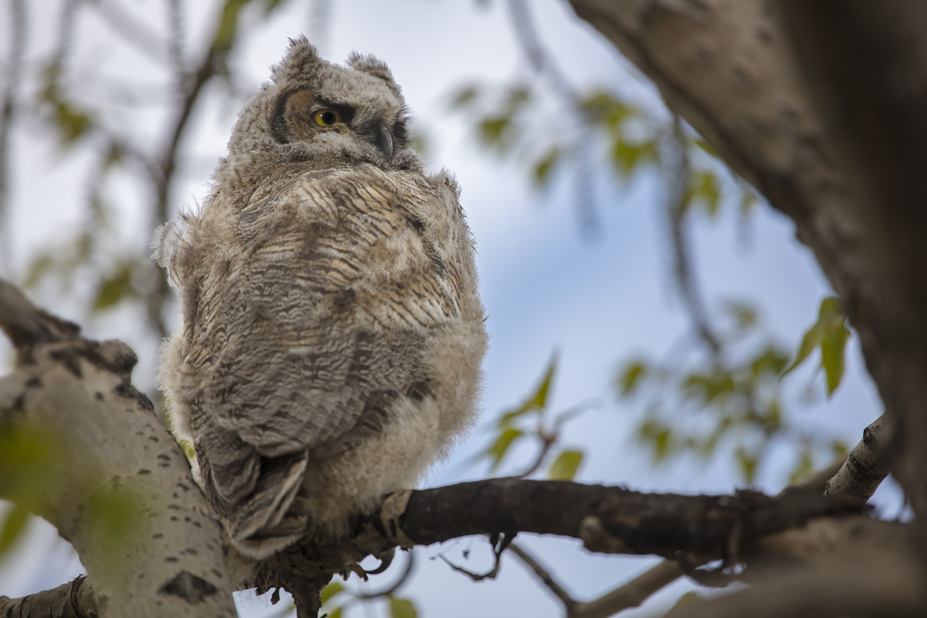 Young Horned Owl 01, Kinsment Lake, 2022-05-14