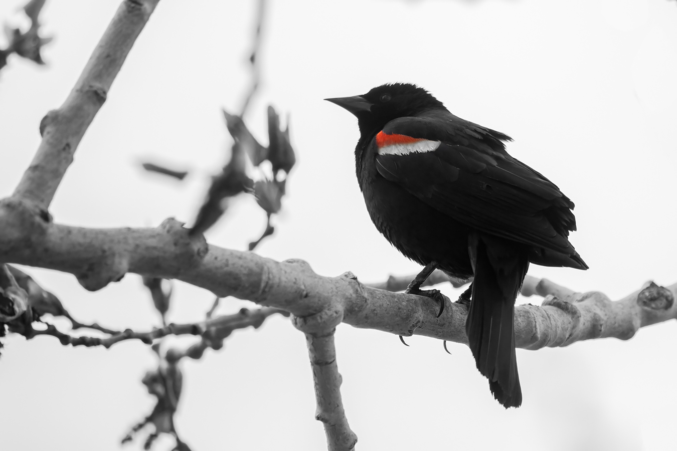 Red Winged Blackbird, Hybrid B&W Edit, Kinsmen Lake, 2022-05-14