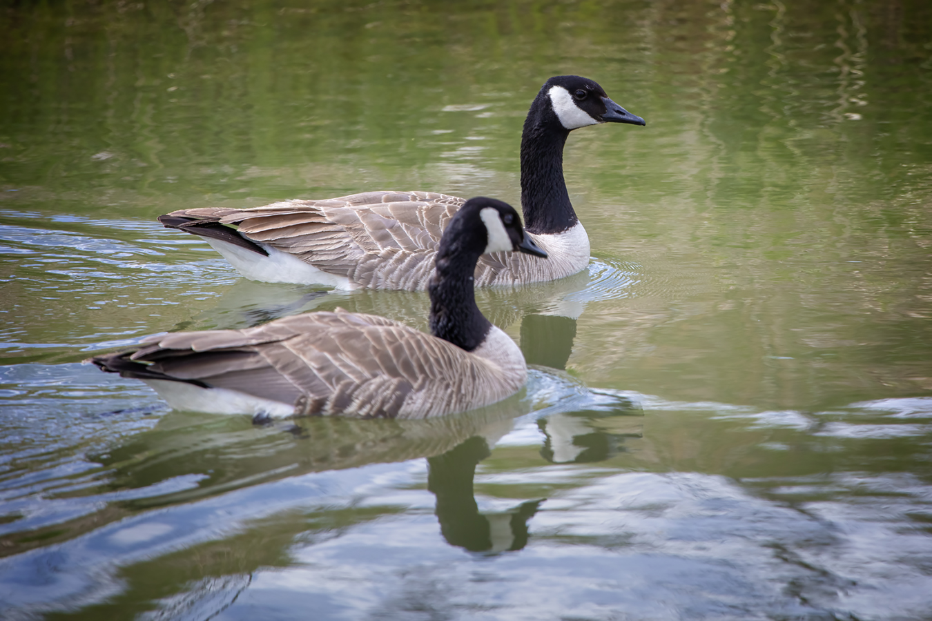 Like An Old Married Couple, Canada Geese, West Side Irrigation Canals, Strathmore, AB, 2022-05-16