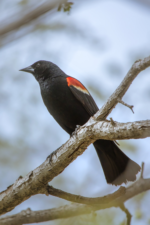Red Winged Blackbird, Chillin' Like A Villain, Kinsmen Lake, 2022-05-16