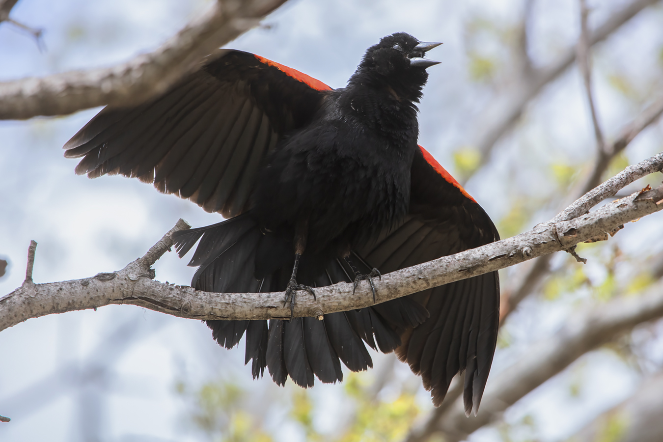 Mating Call, Red-winged Blackbird, Kinsmen Lake,  2022-05-16
