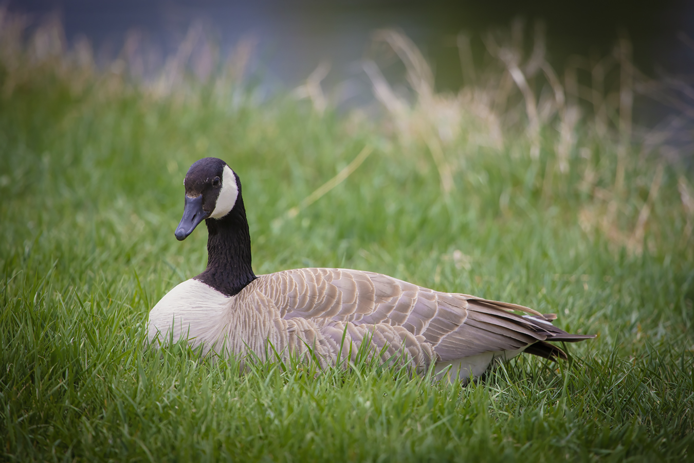 Down Time, Canada Goose, Irrigation Canal North of Downtown, Strathmore, AB, 2022-05-17