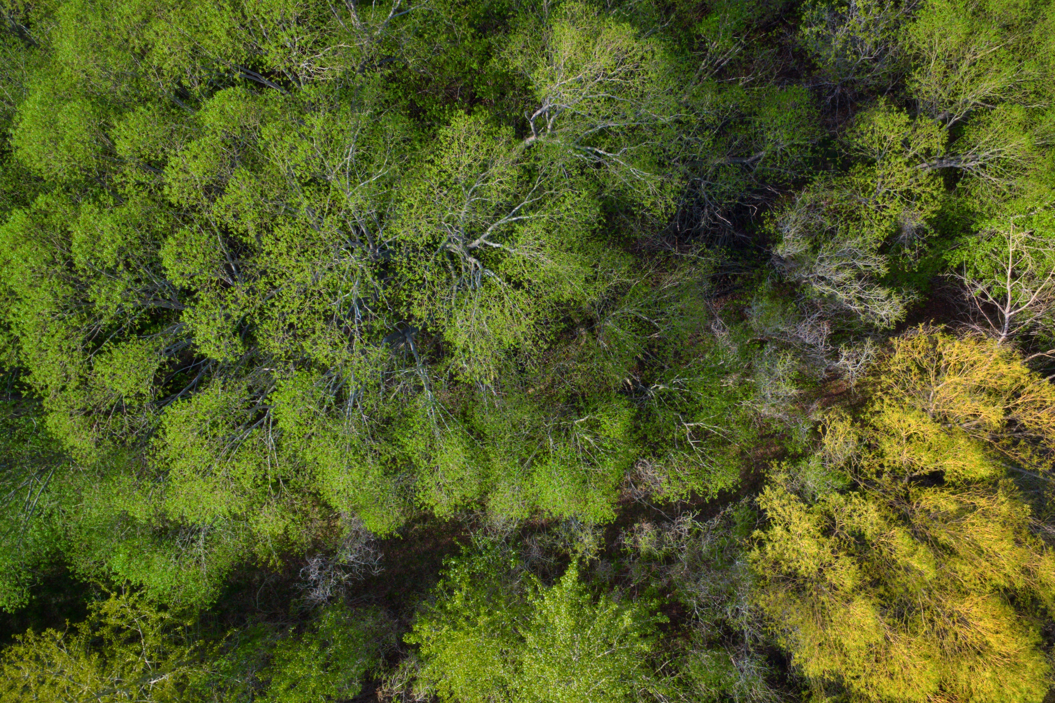 First Perfunctory Drone Overhead Tree Shot