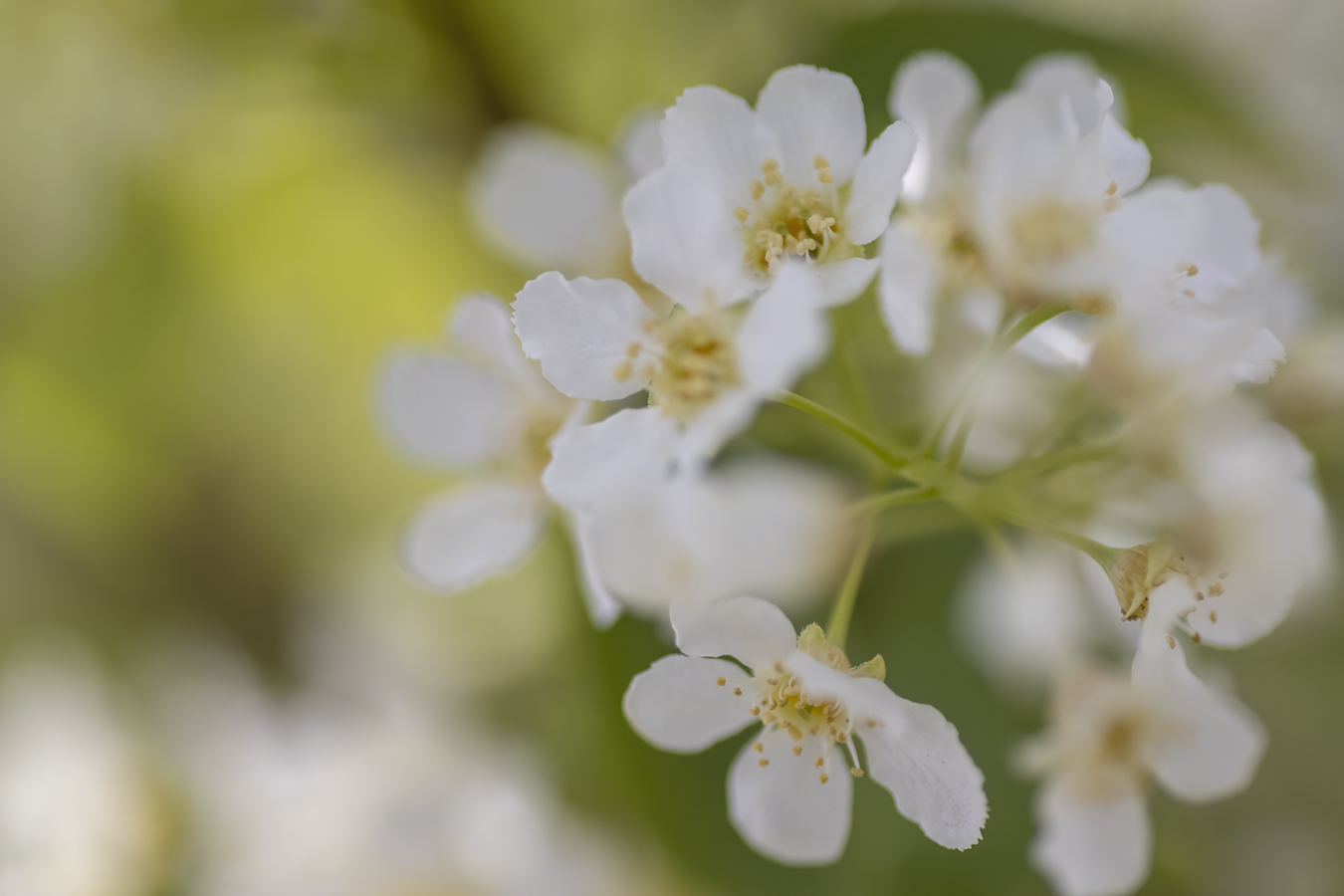 Mayflower Blossoms 01, Strathmore, AB, 2022-05-21