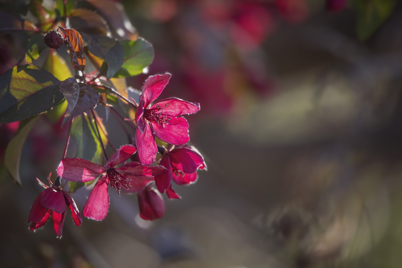 Thunderchild Crab Apple Blossom, 2022-05-27