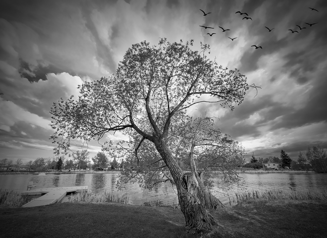 That Tree Again, Kinsmen Park, 2022-05-30