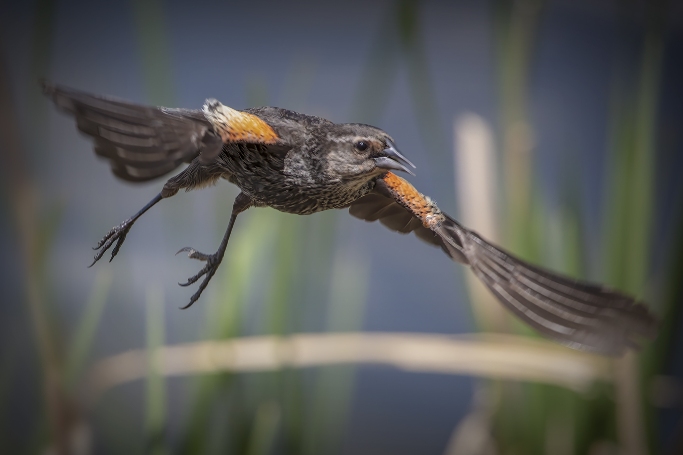 Female Red-winged Blackbird Taking Flight, Kinsmen Park, 2022-05-31
