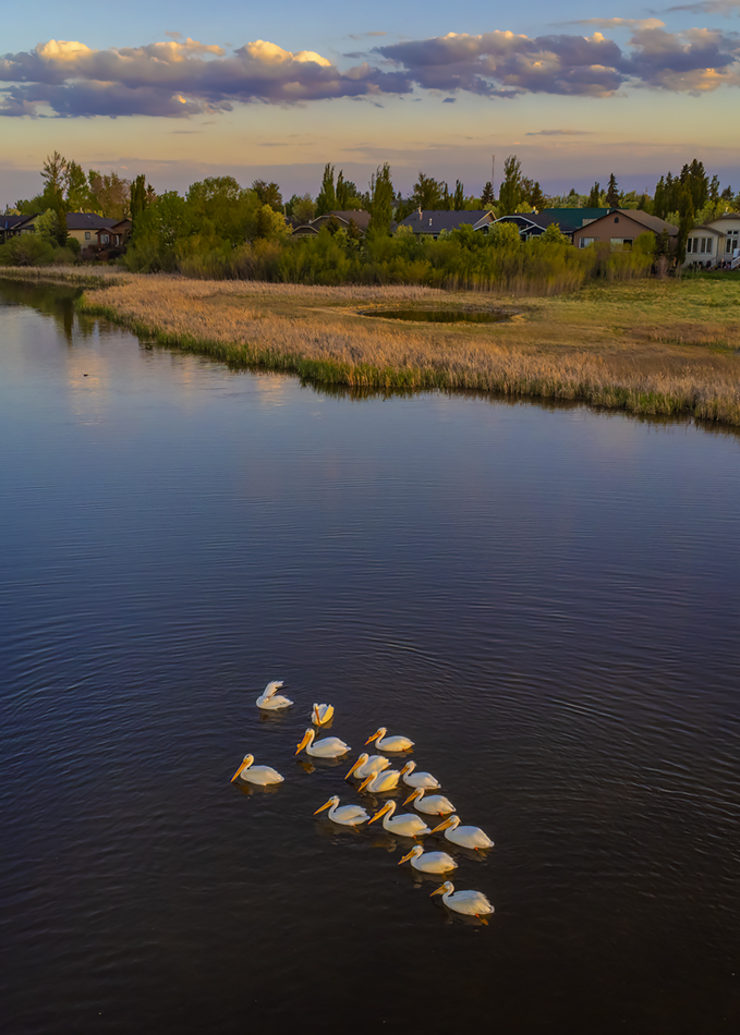Pelican Flotilla at Dusk, Gray's Pond, Strathmore, AB, 2022-06-01