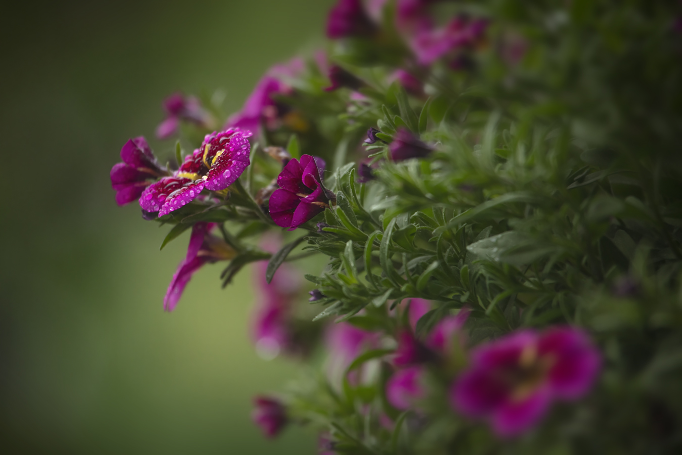 Hanging Basket During Light Shower, Strathmore, AB, 2022-06-05