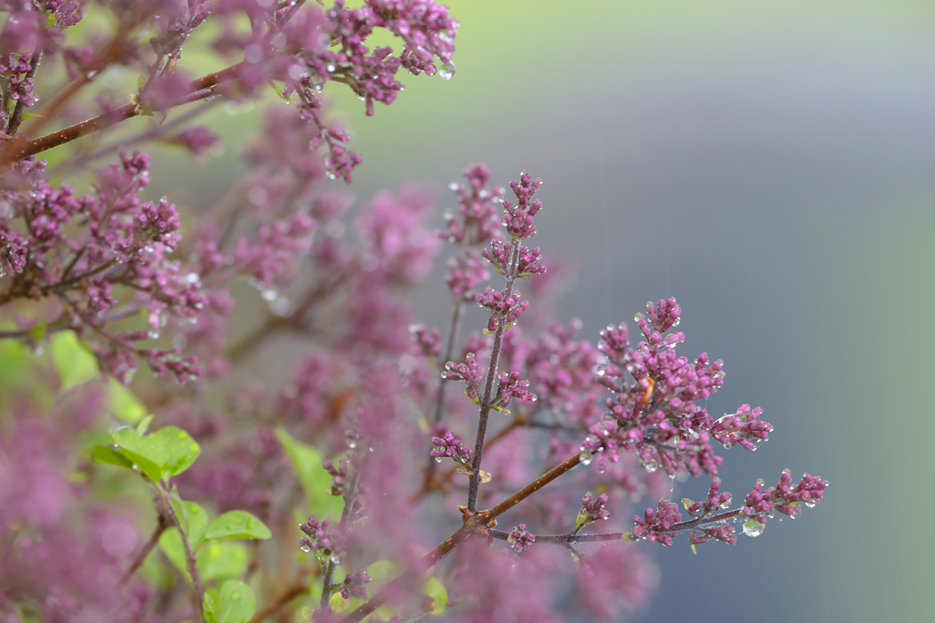 Lilac Bush Flower Buds During Light Shower, Strathmore, AB, 2022-06-05