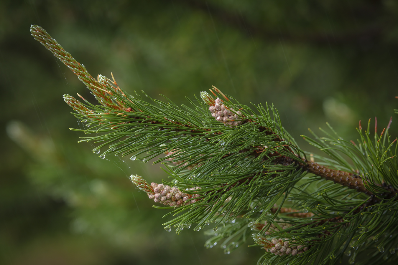 Evergreen Tree During Light Shower, Strathmore, AB, 2022-06-05