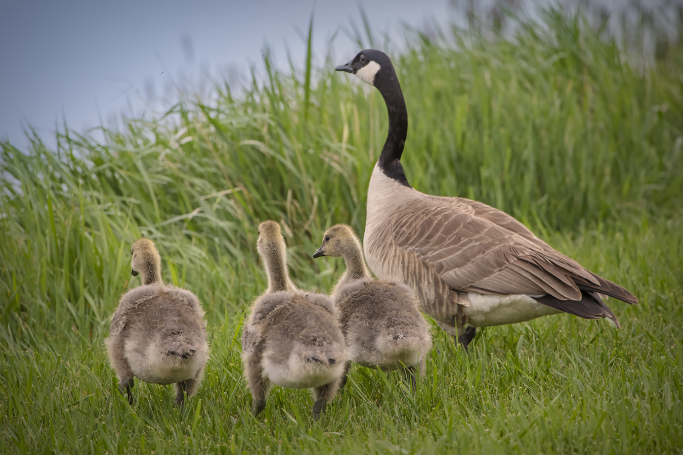 Three Pack of Goslings, Irrigation Canal, Strathmore, AB, 2022-06-06