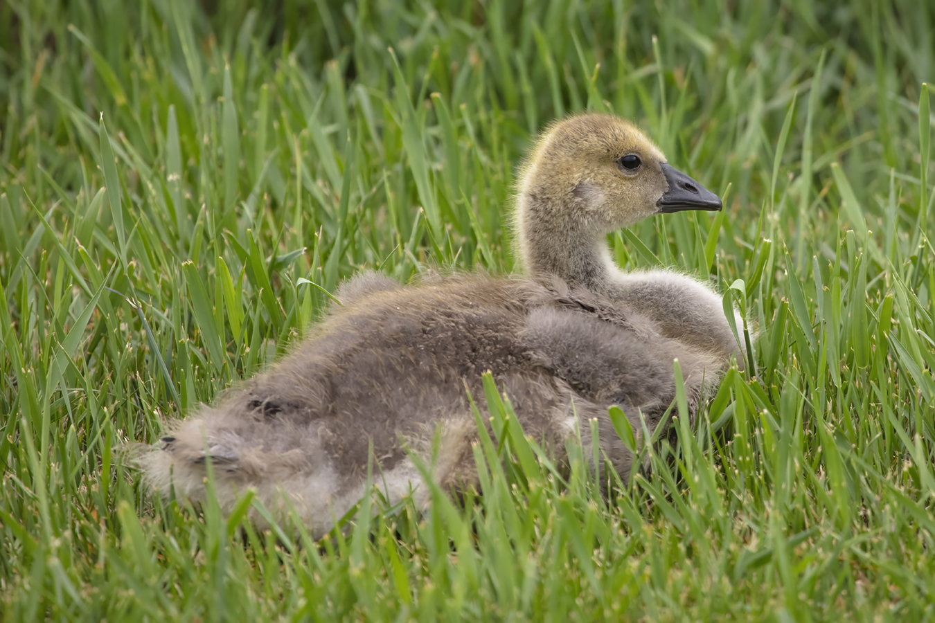 Newly Independent Gosling, Irrigation Canal, Strathmore, AB, 2022-06-06
