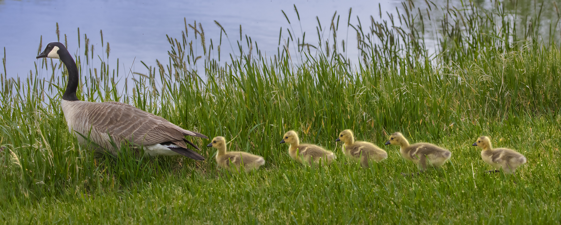 The Line Starts to the Left, Irrigation Canal, Strathmore, AB, 2022-06-06