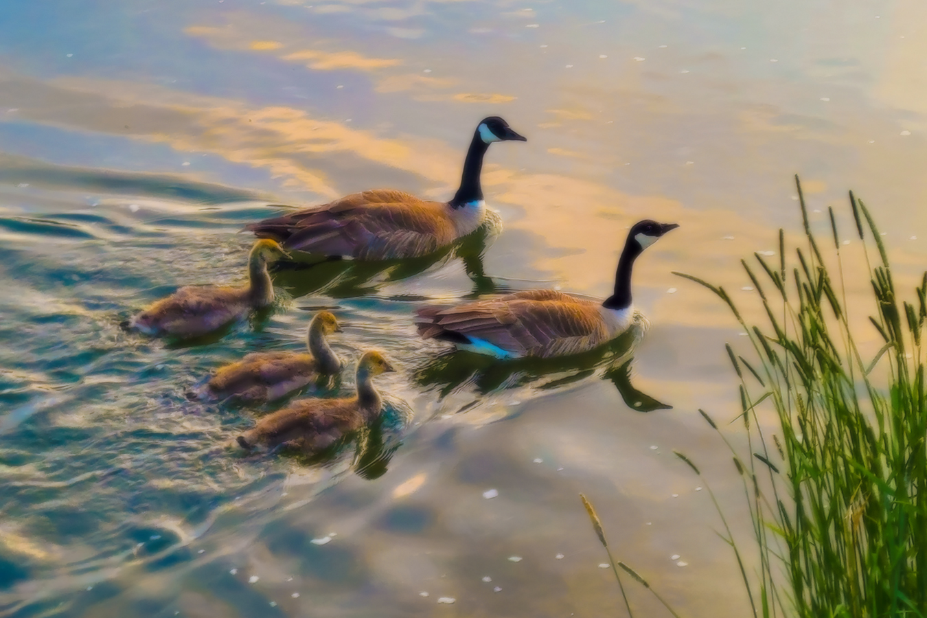 Geese and Goslings, Escape Velocity, Irrigation Canal, Strathmore, AB, 2022-06-11