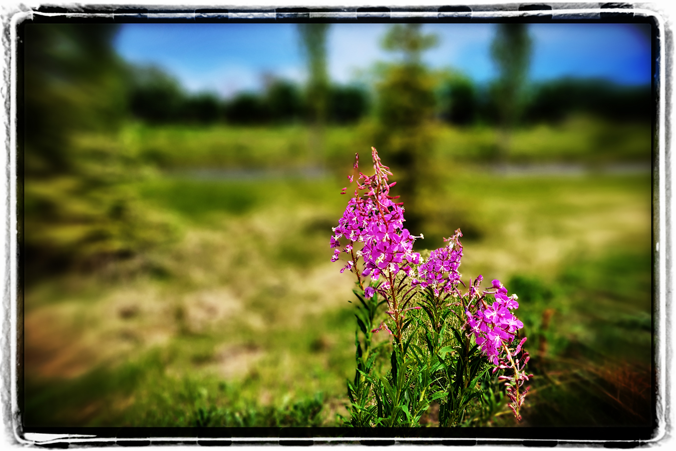 Flower Power, Gray's Park, Strathmore AB, 2022-06-28
