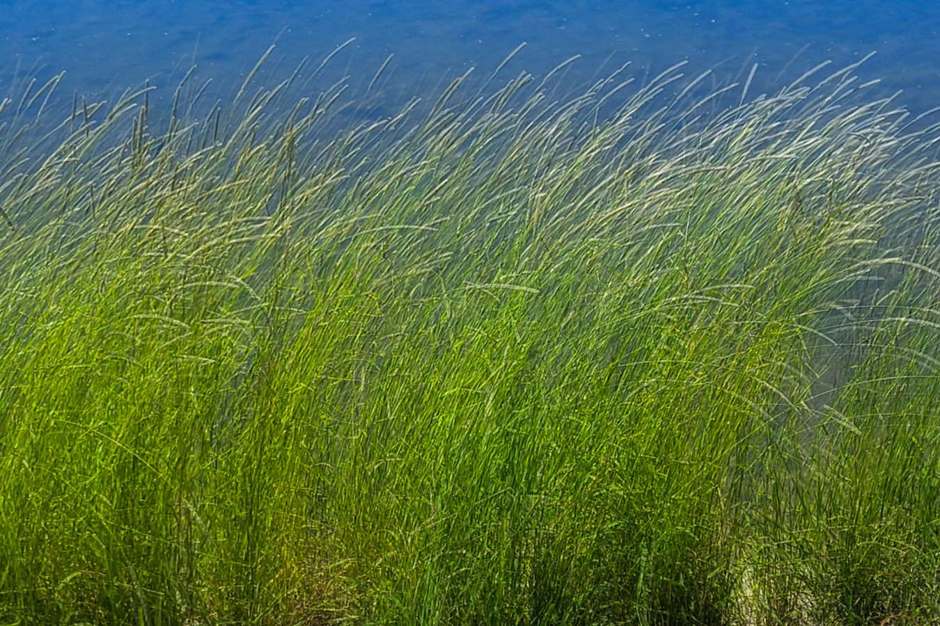 Multiple Exposure of Marsh Grass, Irrigation Canal, Strathmore AB, 2022-06-28