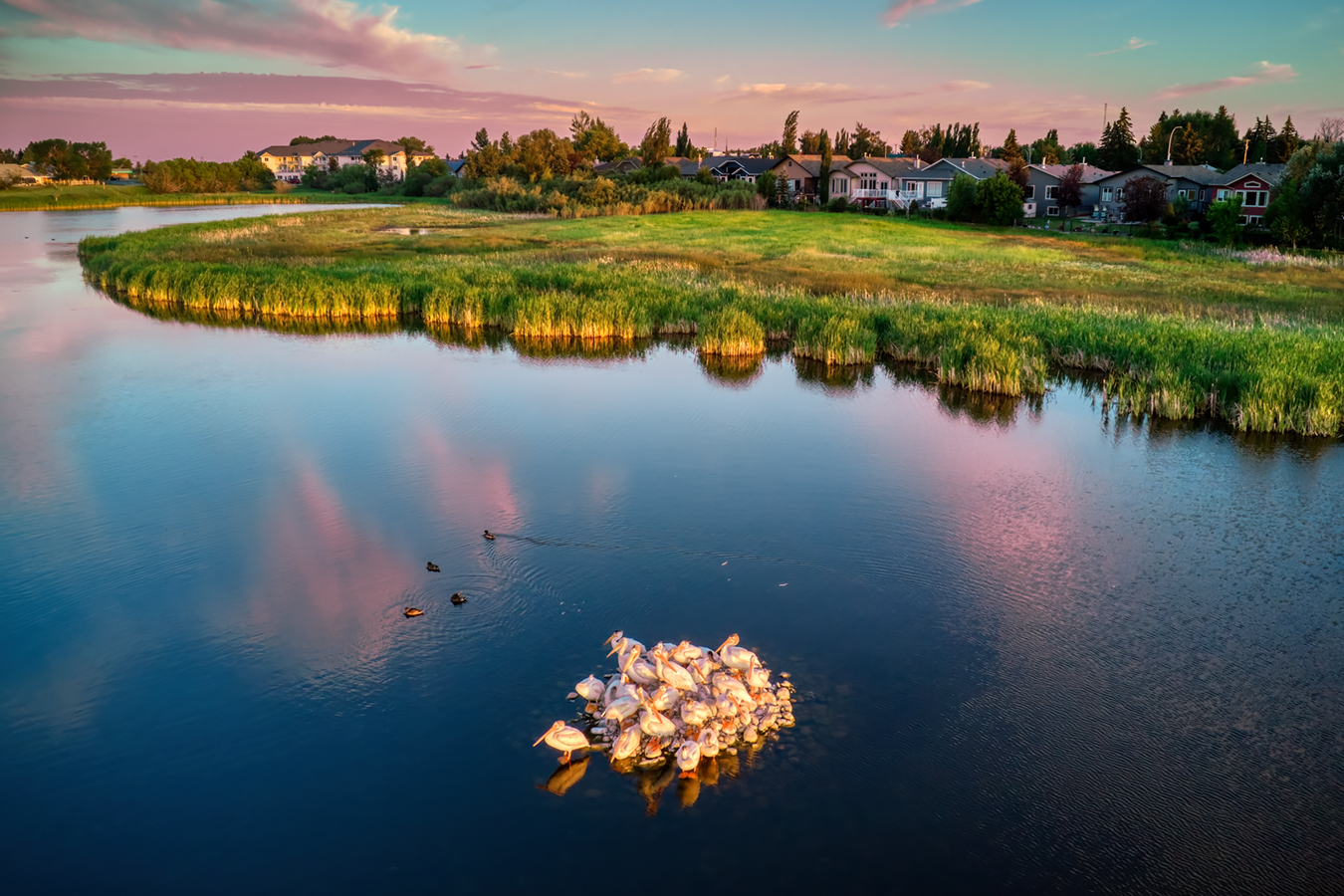 Pelican Bay, Gray's Ponds, Strathmore, AB, 2022-07-13