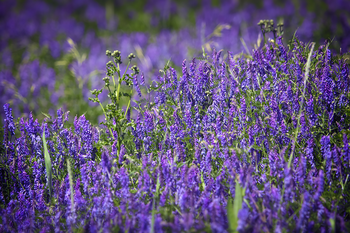 Splash of Purple, Gray's Park, Strathmore, AB, 2022-07-20