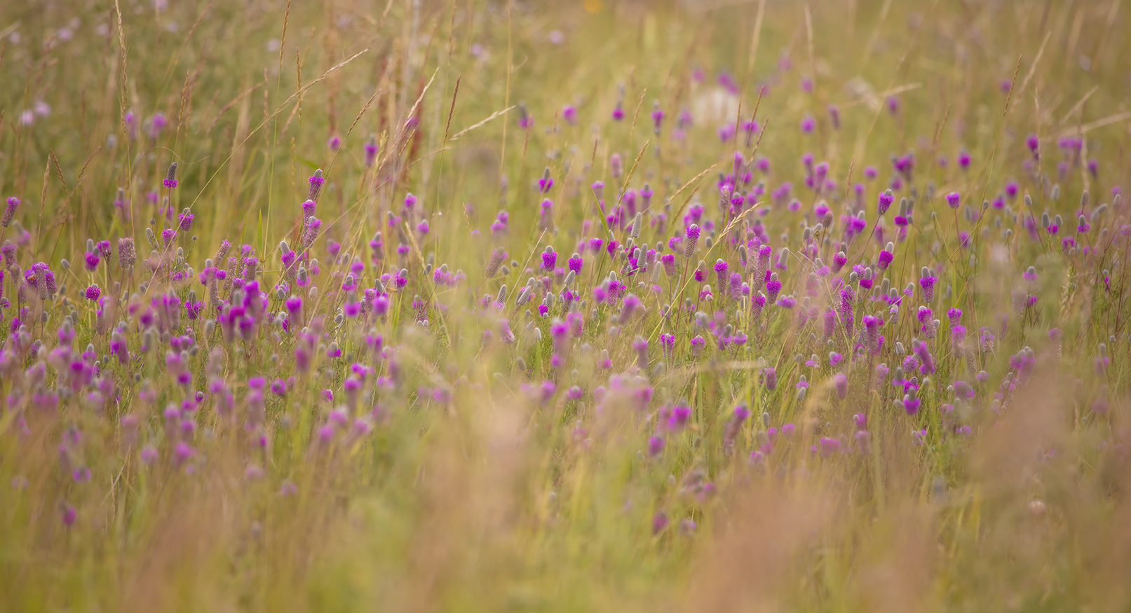 Splash of Colour, Gray's Park, Strathmore, AB, 2022-08-04