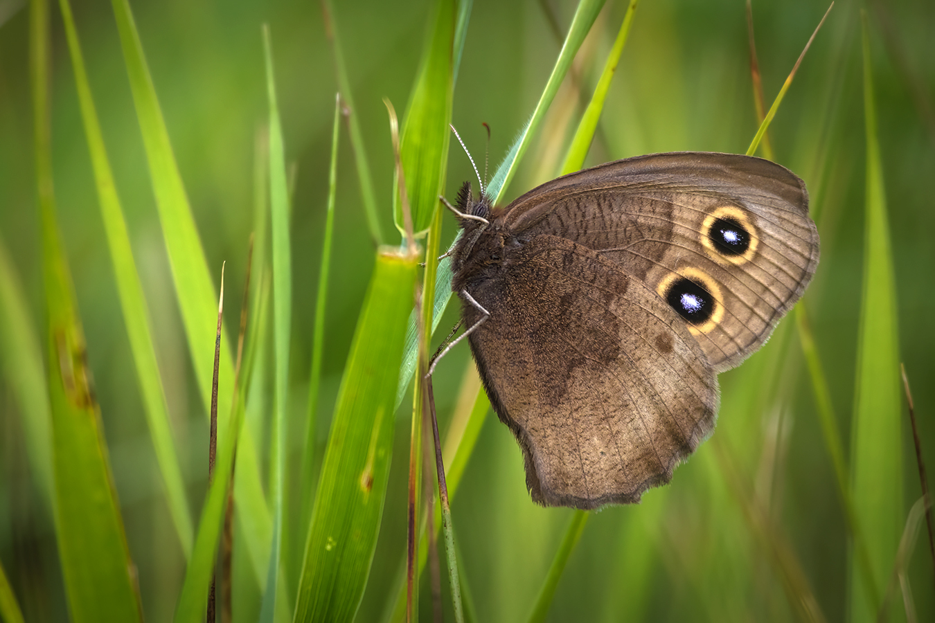 Flutterby in Stealth Mode, Gray's Park, Strathmore, AB, 2022-08-04