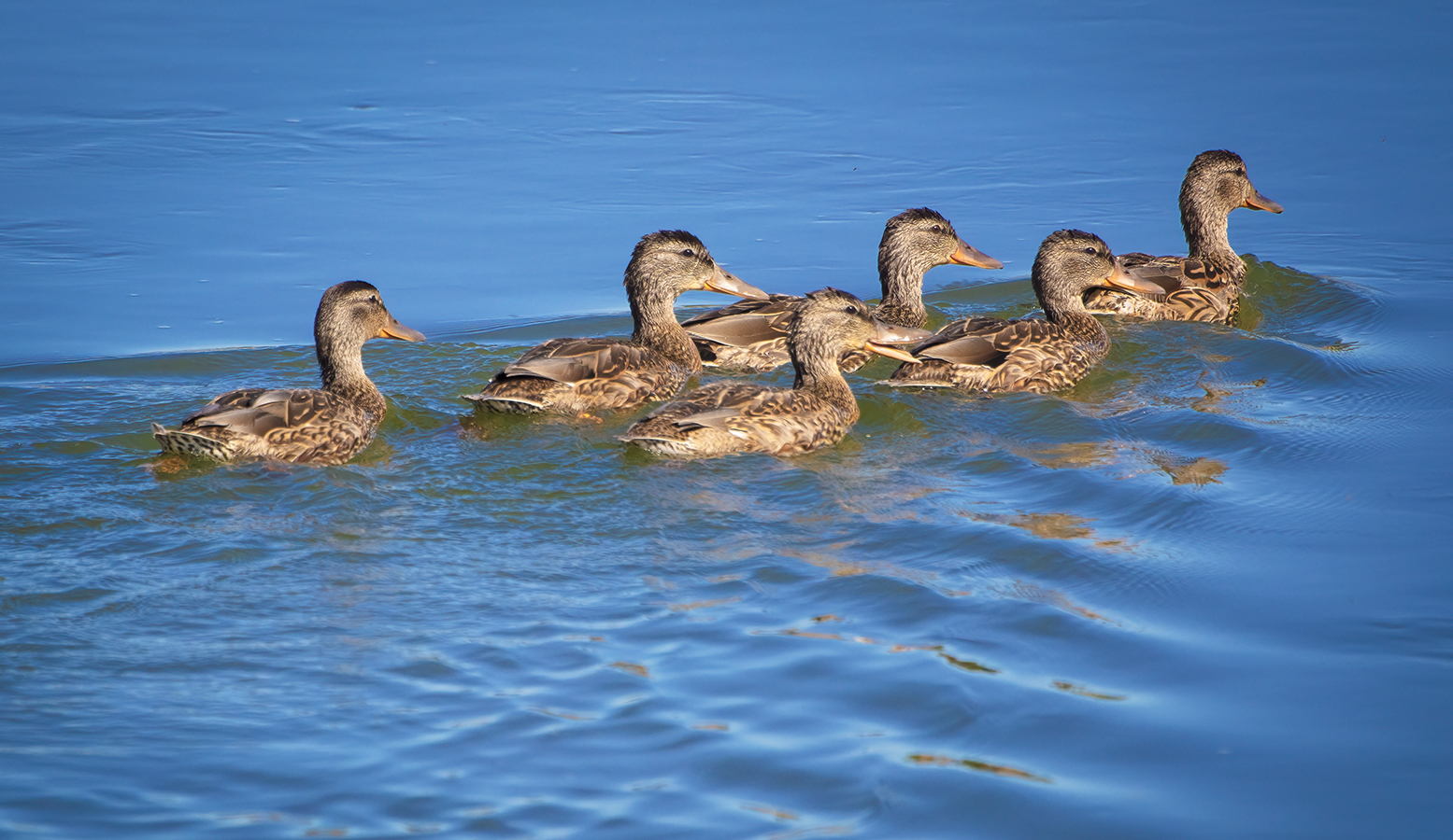 The Art of the Cruise, Young Ducks, Tom Sadler Bridge, Strathmore, AB, 2022-008-07