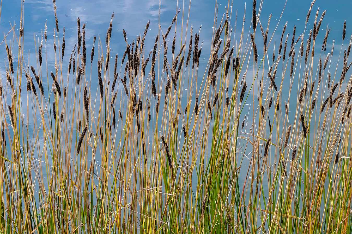 Mini Marsh Reeds, Irrigation Canal near Gray Park, Strathmore, AB, 2022-08-10
