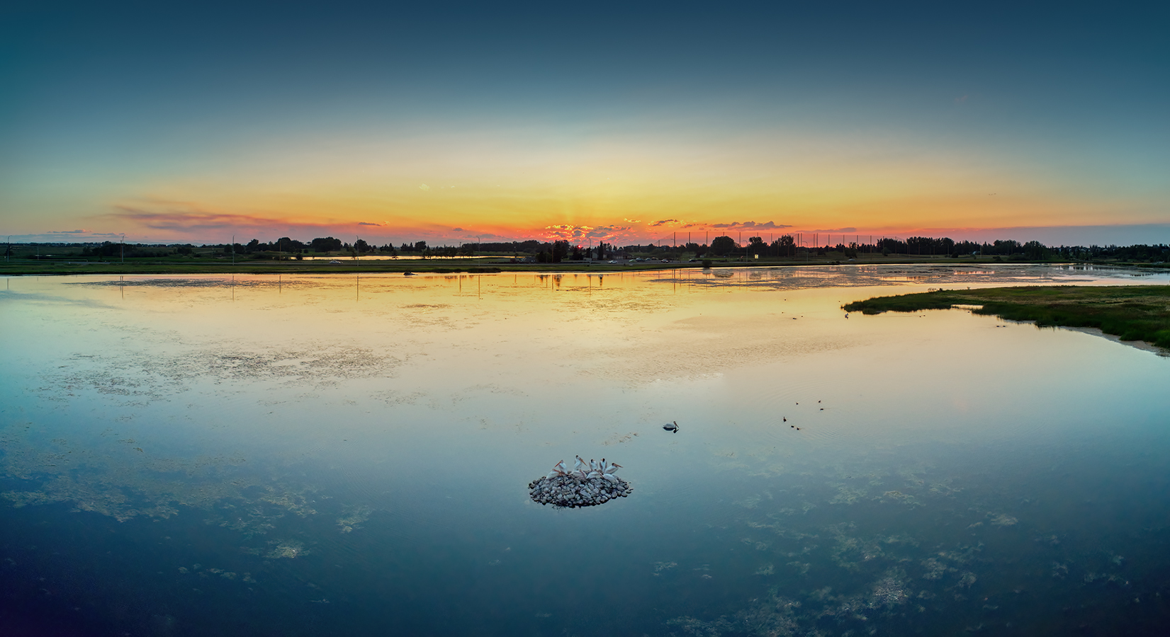 Pelicans at Dusk, Large Pond, Gray Park, Strathmore, AB, 2022-08-13