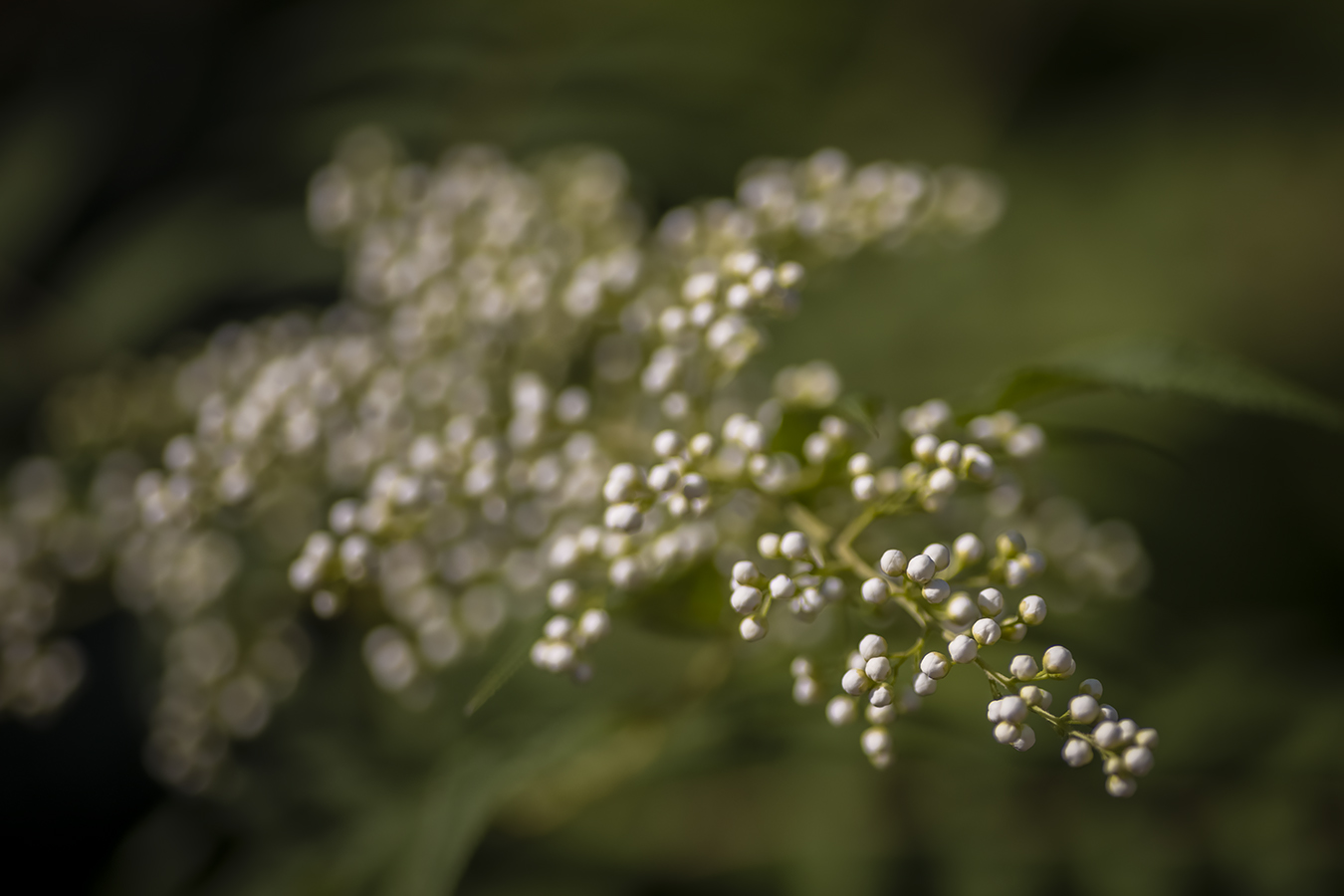 White Something Somethings, Lambert Park, Strathmore, AB, 2022-08-16 copy